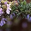 Rosmarinus officinalis 'Prostratus', flowers