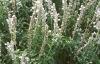 Salvia 'Argent White', habit