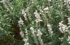 Salvia 'Argent White', habit