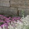 Salvia 'Argent White', habit