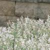 Salvia 'Argent White', habit