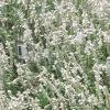 Salvia 'Argent White', habit