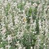 Salvia 'Argent White', habit
