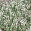 Salvia 'Argent White', habit