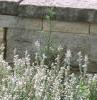Salvia 'Argent White', habit