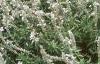 Salvia 'Argent White', habit