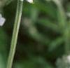 Salvia 'Argent White', flowers
