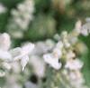 Salvia 'Argent White', flowers