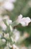 Salvia 'Argent White', flowers
