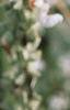 Salvia 'Argent White', flowers