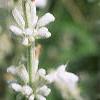 Salvia 'Argent White', flowers