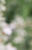 Salvia 'Argent White', flowers
