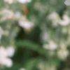 Salvia 'Argent White', flowers