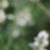 Salvia 'Argent White', flowers
