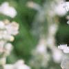 Salvia 'Argent White', flowers