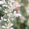 Salvia 'Argent White', flowers