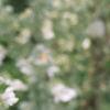 Salvia 'Argent White', flowers