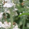 Salvia 'Argent White', flowers