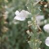 Salvia 'Argent White', flowers
