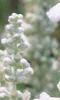 Salvia 'Argent White', flowers