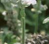 Salvia 'Argent White', flowers