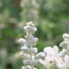 Salvia 'Argent White', flowers