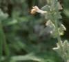 Salvia 'Argent White', flowers