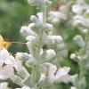 Salvia 'Argent White', flowers