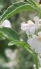 Salvia 'Argent White', flowers