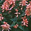 Salvia coccinea 'Coral', habit