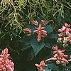 Salvia coccinea 'Coral', habit