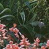 Salvia coccinea 'Coral', habit