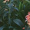 Salvia coccinea 'Coral', habit