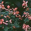 Salvia coccinea 'Coral', habit
