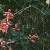 Salvia coccinea 'Coral', habit