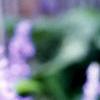 Salvia faranacea 'Blue Bedder', flowers