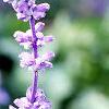 Salvia faranacea 'Blue Bedder', flowers