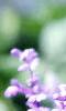 Salvia faranacea 'Blue Bedder', flowers