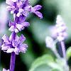 Salvia faranacea 'Blue Bedder', flowers