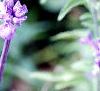 Salvia faranacea 'Blue Bedder', flowers