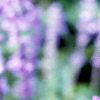 Salvia faranacea 'Blue Bedder', flowers