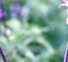 Salvia faranacea 'Blue Bedder', flowers