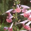 Salvia faranacea 'Strata', flowers