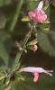 Salvia faranacea 'Strata', flowers