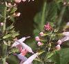 Salvia faranacea 'Strata', flowers