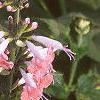 Salvia faranacea 'Strata', flowers