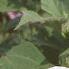 Salvia faranacea 'Strata', flowers