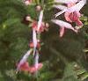 Salvia faranacea 'Strata', flowers