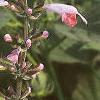 Salvia faranacea 'Strata', flowers
