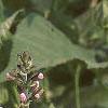 Salvia faranacea 'Strata', flowers
